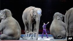 Azijski slonovi poslednji put nastupaju u cirkusu Ringling Bros. i Barnum i Bejli 1. maja 2016.