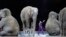Azijski slonovi poslednji put nastupaju u cirkusu Ringling Bros. i Barnum i Bejli 1. maja 2016.