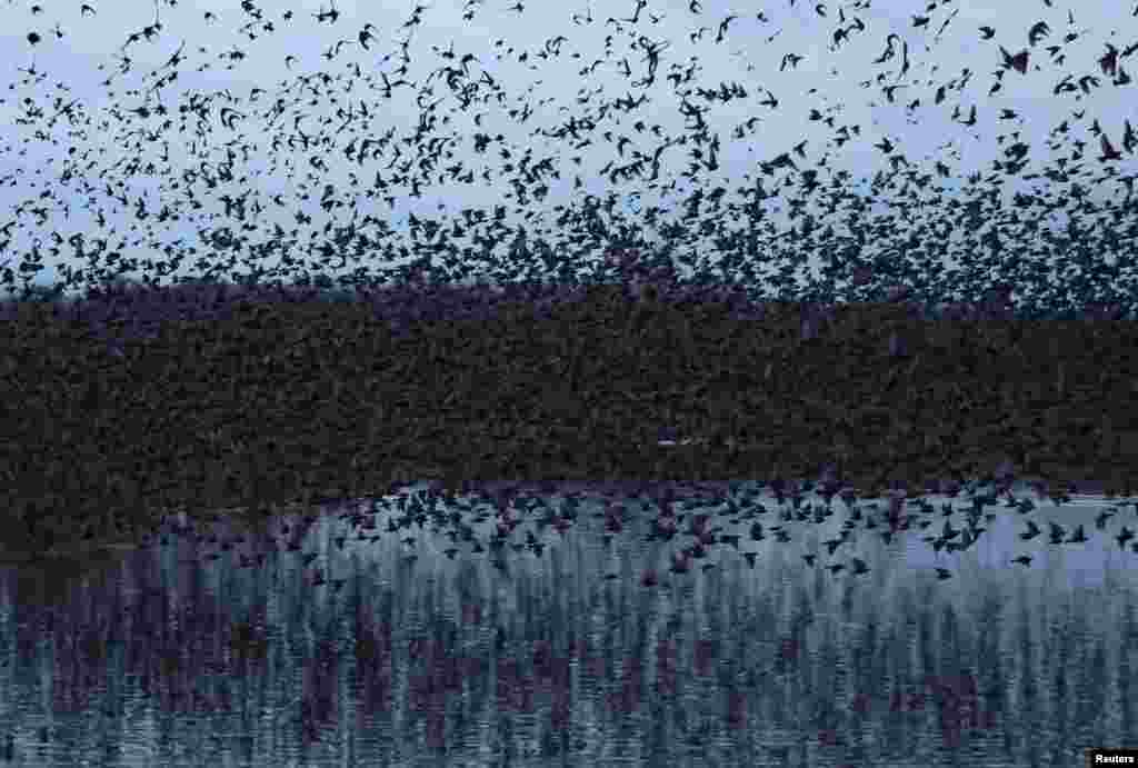 Thousands of starlings take off from their roosts at dawn, on the Somerset Levels near Glastonbury, Britain.