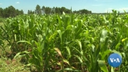 UN Fears Armyworm Outbreak Will Worsen Zimbabwe's Food Insecurity