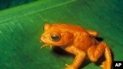 Last seen in 1989, the Costa Rican Native Golden toad went from abundant to extinct in a little over a year.