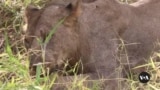 Malawi lions get birth control in bid to save their prey