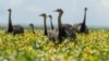 Deforestation in Brazil's Cerrado Savanna Falls to Record Low 