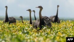 FILE - A flock of rheas is seen in a soybean field in the Cerrado plains near Campo Verde, Mato Grosso state, western Brazil.