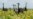 Deforestation in Brazil's Cerrado Savanna Falls to Record Low