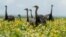 FILE - A flock of rheas is seen in a soybean field in the Cerrado plains near Campo Verde, Mato Grosso state, western Brazil.