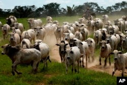 FILE —A cowboy drives a herd of cattle in the pastures of the Guachupe farm, in the rural area of the Rio Branco, Acre state, Brazil, May 22, 2023.