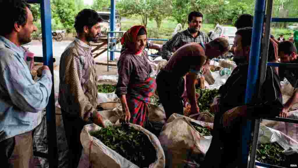 گیلان با داشتن ۹۰ درصد باغ&zwnj;های چای ایران، مهمترین استان تولیدکننده چای ایران است متاسفانه، عدم استفاده از تکنولوژی روز در صنعت چای و فرآوری چای در کارخانه های فرسوده در کنار عواملی همچون مشکلات بخش زراعی، تجارت و قوانین نظارتی باعث شده میزان تولید چای کشور در سال&zwnj;های اخیر از ۶۰ هزار تن به ۱۳ الی ۱۵ هزار تن برسد. عکس: حمید املشی، ایسنا