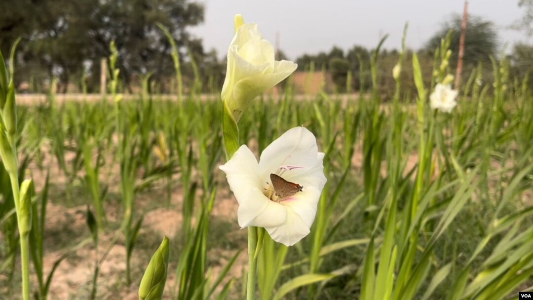 خېبر کې د ګليډ ګلونه