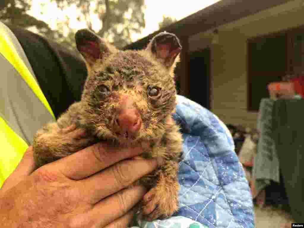 Wildlife Information, Rescue and Education Services (WIRES) volunteer and carer Tracy Burgess holds a severely burnt brushtail possum rescued from fires near Australia’s Blue Mountains, Dec. 29, 2019.