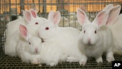 FILE - Rabbits sit in a cage in a barn in Marbury, Ala.