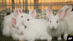 Kelinci-kelinci di peternakan di Marbury, Alabama. (Foto: Ilustrasi)