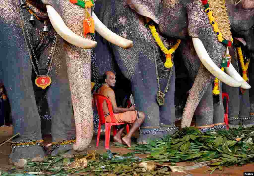 A mahout and elephants wait to participate in festivities marking the annual harvest festival of Onam, at a temple on the outskirts of Kochi, India.