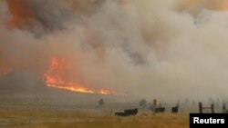 Cattle are seen near the flames of the Lodgepole Complex fire in Garfield County, Montana, July 21, 2017.