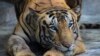 Seekor harimau Royal Bengal di kebun binatang Alipore di Kolkata, India. (Foto: AP/Bikas Das)