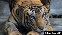 Seekor harimau Royal Bengal di kebun binatang Alipore di Kolkata, India. (Foto: AP/Bikas Das)