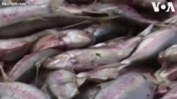 Հարյուրավոր սատկած ձկներ՝ Հնդկաստանի գետերից մեկի ափին