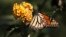 FILE - A monarch butterfly clings to a plant at the Monarch Grove Sanctuary in Pacific Grove, California, Dec. 30, 2014. 