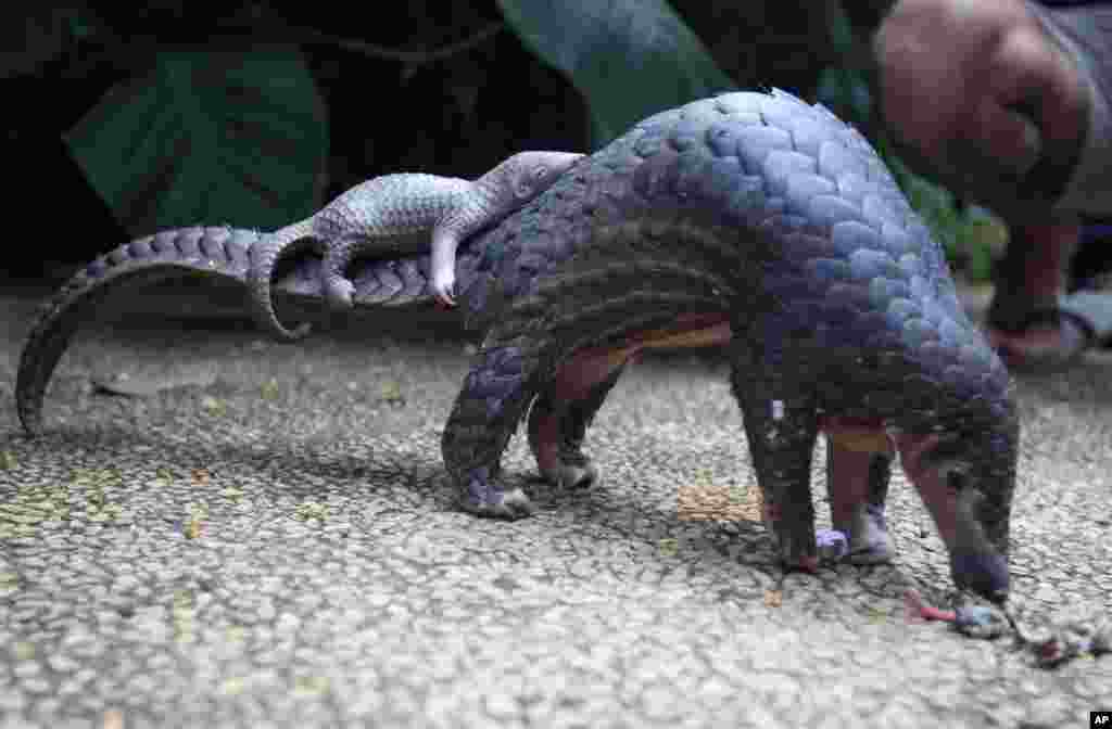 Seekor induk trenggiling (pangolin) menggendong bayinya di kebun binatang Denpasar, Bali.