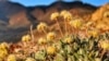 FILE - In this photo provided by the Center for Biological Diversity, Tiehm's buckwheat grows in the high desert in the Silver Peak Range of western Nevada about halfway between Reno and Las Vegas, June 1, 2019.