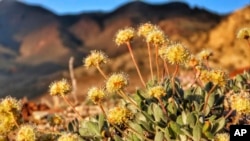 FILE - In this photo provided by the Center for Biological Diversity, Tiehm's buckwheat grows in the high desert in the Silver Peak Range of western Nevada about halfway between Reno and Las Vegas, June 1, 2019.