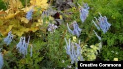 Corydalis blossoms (Creative Commons-Wikimedia)