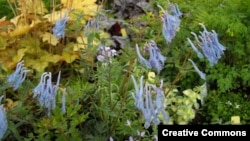 Corydalis bitkisi Türkçe'de 'kaz gagası' adıyla biliniyor