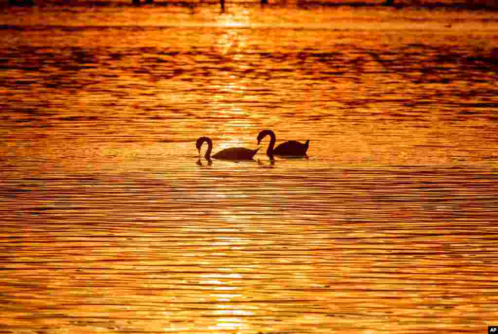 Swans glide over the lake of Constance, colored by the setting sun, near Constance, Germany.