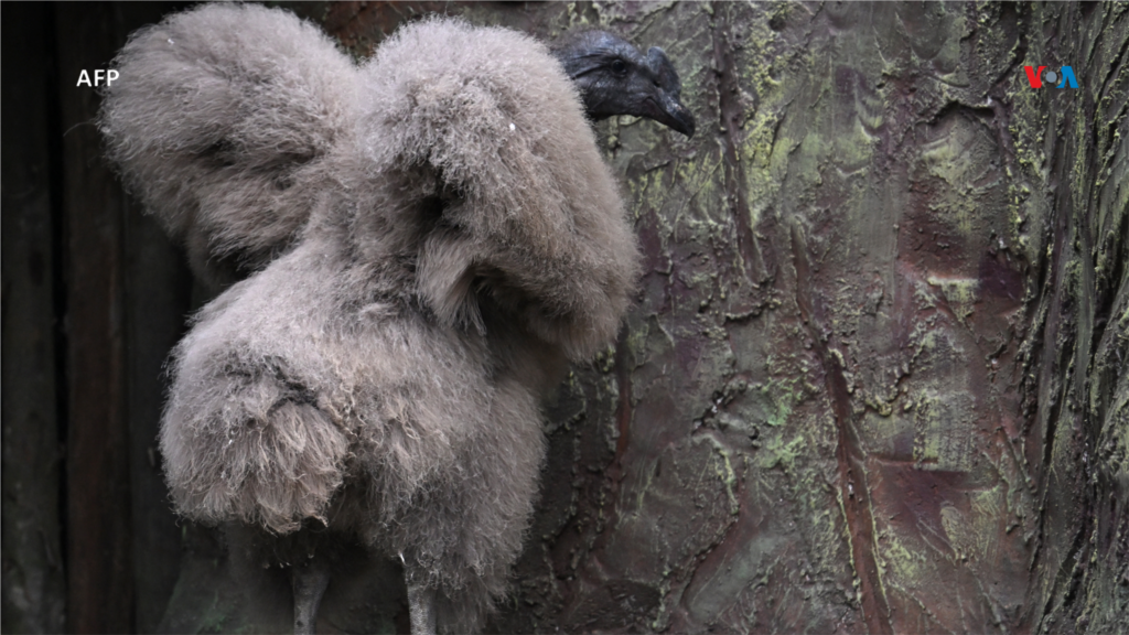 Rafiki, como ha sido llamado este cóndor andino, representa una esperanza para mantener con vida a esta especie en peligro de extinción.&nbsp;