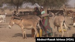 Un âne au Niger, le 8 mars 2019. (VOA/Abdoul-Razak Idrissa)