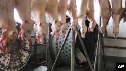 狗隻被屠殺景象