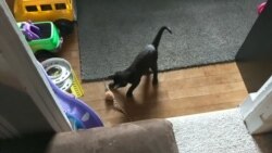 test upload video