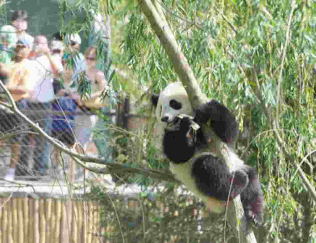 Este es Tai Shan, mientras estuvo en Washington atrajo a muchos visitantes. La mayoría de osos panda gigantes alrededor del mundo pertenecen a China.