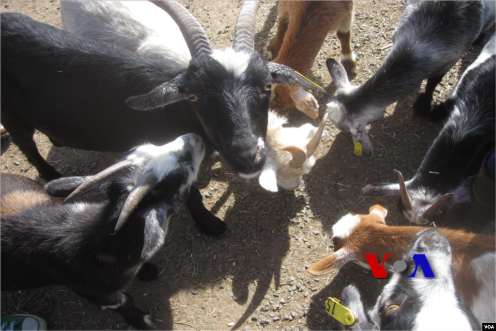 &rsquo;میرے لیے بھی کچھ چارہ بچا کے رکھنا۔۔۔&lsquo; ایک بکری کی دلی تمنا! 