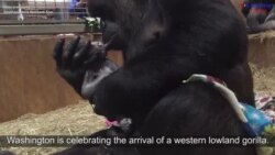 Baby Gorilla Born at National Zoo