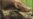 Fossilized ‘Hedgehog-like’ Creature May Be Earliest Mammal