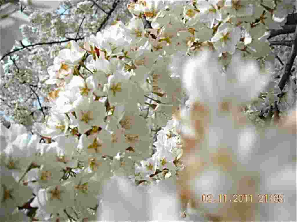 فستیوال شکوفه های گیلاس در واشنگتن ۲۰۱۱