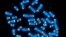 FILE - Human chromosomes, where DNA resides and does its work.
