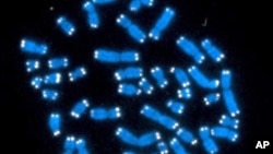 The 46 human chromosomes, where DNA lives and does its work.