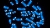 Scientists Turn Cells Into Recording Device