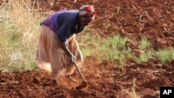 FILE - A Zimbabwean woman tills her vegetable plot.