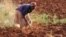 FILE - A Zimbabwean woman tills her vegetable plot.