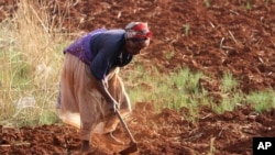 FILE - A Zimbabwean woman tills her vegetable plot.