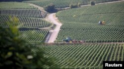 Vista general de los viñedos de Philippe Gonet, durante la tradicional cosecha de la Champaña en Montgueux, Francia, agosto de 2018. Reuters.