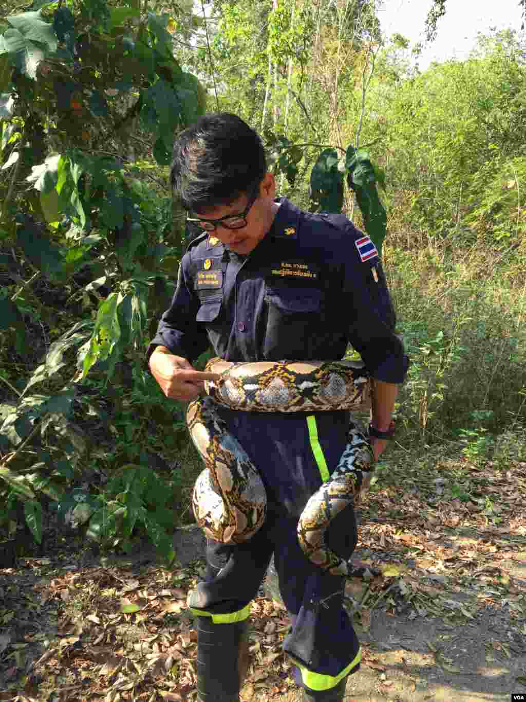 Fireman Pinyo Pookpinyo points to a reticulated python wrapped around his waist. These snakes kill their prey by squeezing off blood flow, Feb. 28, 2016. (S. Herman/VOA)