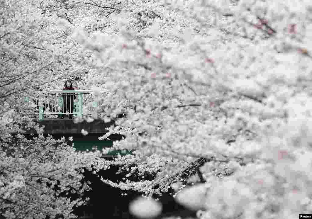 A woman looks at cherry blossoms in almost full bloom in Tokyo, Japan.