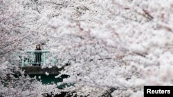 FILE - A woman looks at cherry blossoms in almost full bloom in Tokyo, Japan.