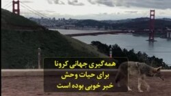 همه‌گیری جهانی کرونا برای حیات وحش خبر خوبی بوده است