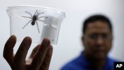 Seorang staf Departement Lingkungan Hidup dan Sumber Daya Alam Filipina memperlihatkan satu dari 757 tarantula yang disimpan dalam wadah plasik, di kantor mereka di Manila, Filipina, 3 April 2019.