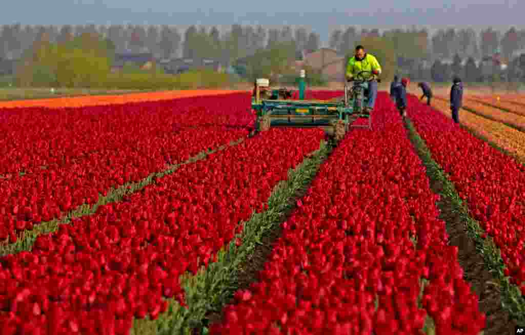 Farmers work in a tulip field in Meerdonk, Belgium. Most tulips in the region are grown specifically for the bulbs and not the flowers, however the flowers remain in the fields until fully blossomed before being cut down.
